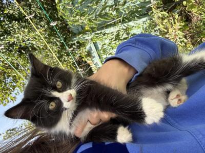 Tito - American Longhair - Gallery Photo #1