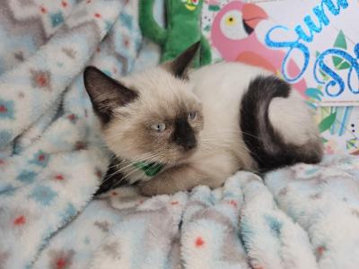 Seal Point 2 Male S - Siamese - Gallery Photo #1