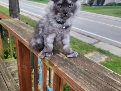Smoke - Maine Coon - Gallery Photo #1
