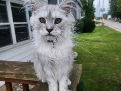 Evie - Maine Coon - Gallery Photo #1