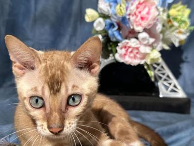 Suede - Bengal - Gallery Photo #1