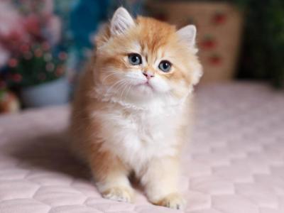 Fanny - British Shorthair - Gallery Photo #1
