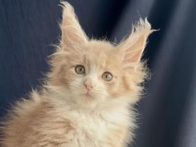 Albus - Maine Coon - Gallery Photo #1