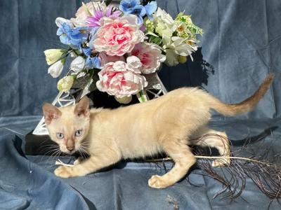 Cartier - Bengal - Gallery Photo #1