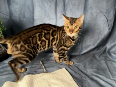 Blaze - Bengal - Gallery Photo #1