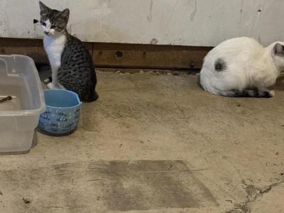 Kitten - Domestic - Gallery Photo #1