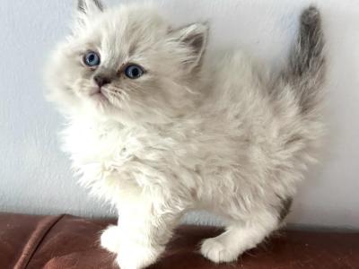 MILLY - Siberian - Gallery Photo #1