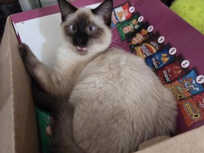 Peluche - Siamese - Gallery Photo #1