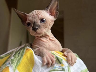 Canadian Sphynx - Sphynx - Gallery Photo #1