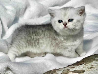 Batman Munchkin  Baby Boy Silver Shaded Short Leg - Munchkin - Gallery Photo #1