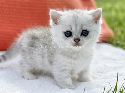 Boo Munchkin Silver Shaded Baby Boy With Short Leg - Munchkin - Gallery Photo #1