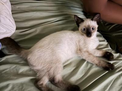 Shadow - Siamese - Gallery Photo #1