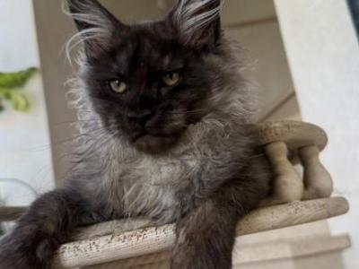 Norik - Maine Coon - Gallery Photo #1