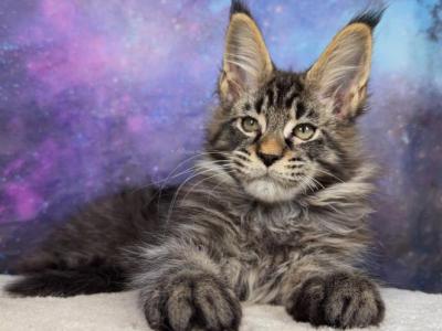 Entei - Maine Coon - Gallery Photo #1