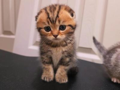 Tigr - Scottish Fold - Gallery Photo #1