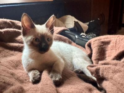 Female Sealpoint Siamese Kitten PRICE REDUCED - Siamese - Gallery Photo #1