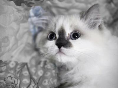 Hope  The Sweetest Ragdoll Girl - Ragdoll - Gallery Photo #1