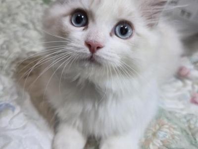 Happy The Happiest Boy Ragdoll - Ragdoll - Gallery Photo #1
