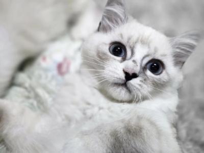 Rae Of Sunshine Ragdoll Kitten - Ragdoll - Gallery Photo #1