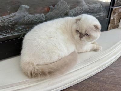 Scottish Fold Color Point Male - Scottish Fold - Gallery Photo #1