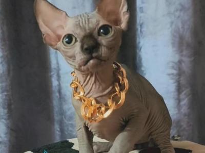 Kai - Sphynx - Gallery Photo #1