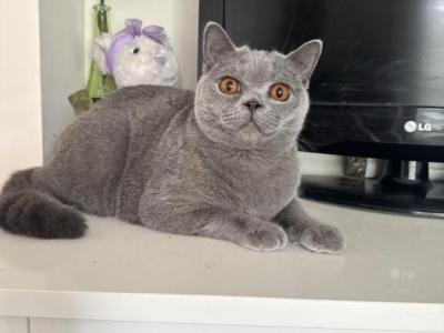 Blue Velvet - British Shorthair - Gallery Photo #1