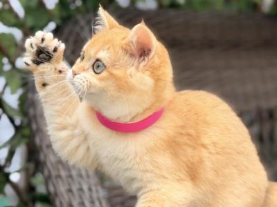 Melody Gold - British Shorthair - Gallery Photo #1