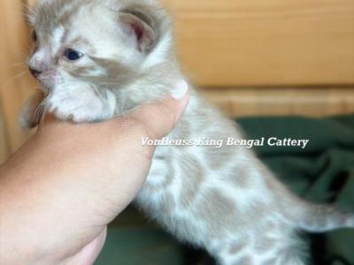 Stunning Snow Sepia - Bengal - Gallery Photo #1