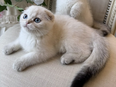 Scottish Fold Seal Male Point - Scottish Fold - Gallery Photo #1
