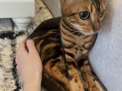Bengal Cat Needs A Home - Bengal - Gallery Photo #1