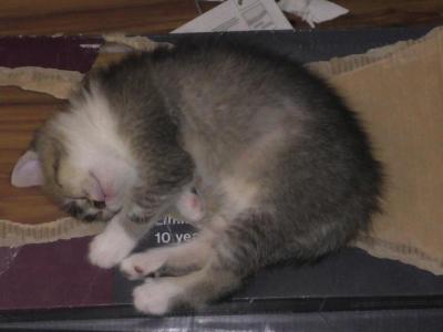 Kinley - Scottish Straight - Gallery Photo #1