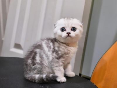 Molly - Scottish Fold - Gallery Photo #1