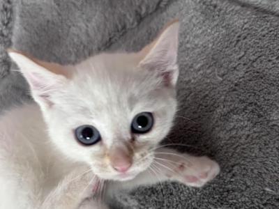Marshmallow - Domestic - Gallery Photo #1