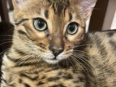 Bengal Kittens - Bengal - Gallery Photo #1