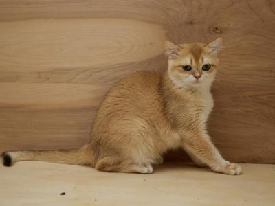 Stone - British Shorthair - Gallery Photo #1