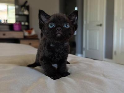 Bean Blk Boy - Devon Rex - Gallery Photo #1