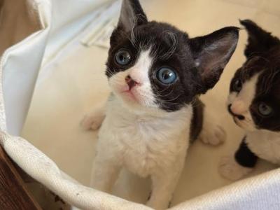 Dottie - Devon Rex - Gallery Photo #1