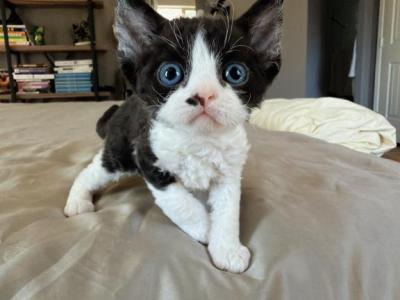 Lottie - Devon Rex - Gallery Photo #1