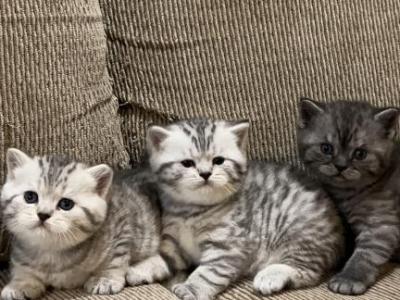 British Shorthair Kittens Litter 5 - British Shorthair - Gallery Photo #1