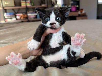Lola - Devon Rex - Gallery Photo #1