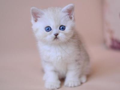 Karat - British Shorthair - Gallery Photo #1