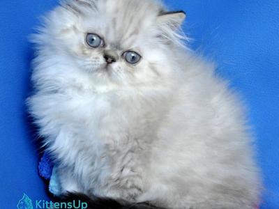 Paola - Persian - Gallery Photo #1