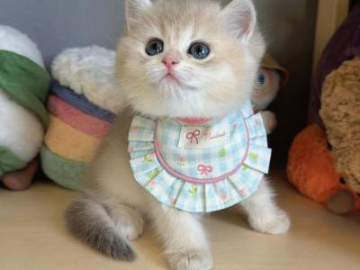 FiFi - British Shorthair - Gallery Photo #1