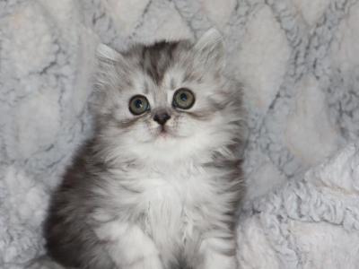 Austin - Persian - Gallery Photo #1