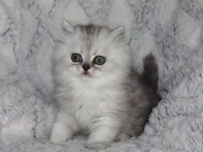 Asher - Persian - Gallery Photo #1
