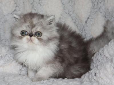 Axel - Persian - Gallery Photo #1