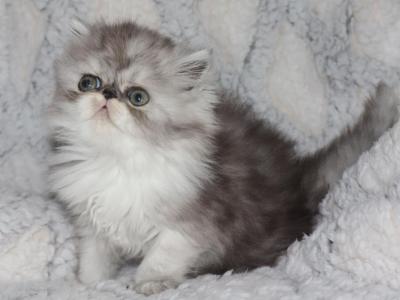 Axel - Persian - Gallery Photo #1