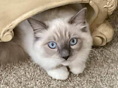 Cuddles - Ragdoll - Gallery Photo #1