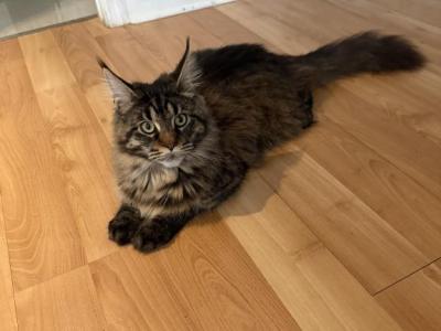Gretta - Maine Coon - Gallery Photo #1