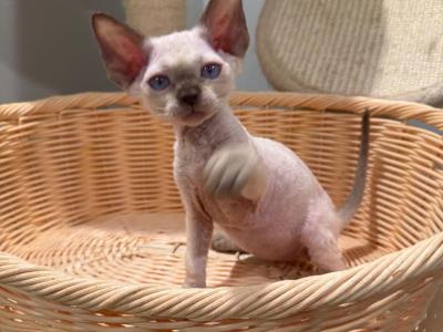 Hope - Devon Rex - Gallery Photo #1